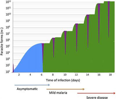 Genetics of Malaria Inflammatory Responses: A Pathogenesis Perspective